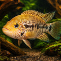Motaguense Cichlid — tropical fish for sale UK — AI hero driftwood view