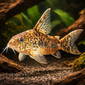 Mottled Catfish Long fin — Red Peppered Cory (Corydoras paleatus) — AI hero driftwood view