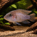 Mottly Lamprologus — tropical fish for sale UK — AI hero driftwood view