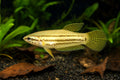 Mouth-Brooding Betta, Javan (Betta picta) - SKU 7029 Petra-reference aquarium image