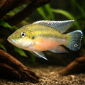 Mouthbrooding Krib, Guenthe — tropical fish for sale UK — AI hero driftwood view