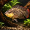 Mozambique Tilapia, Mozambi — tropical fish for sale UK — AI hero driftwood view