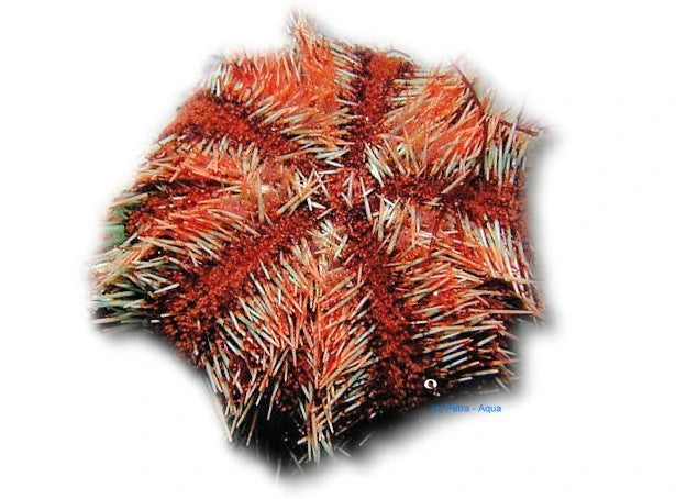 Multicolor Sea Urchin Tripneustes gratilla 9 cm on live rock in a marine aquarium