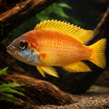 Mustax gold — tropical fish for sale UK — AI hero driftwood view