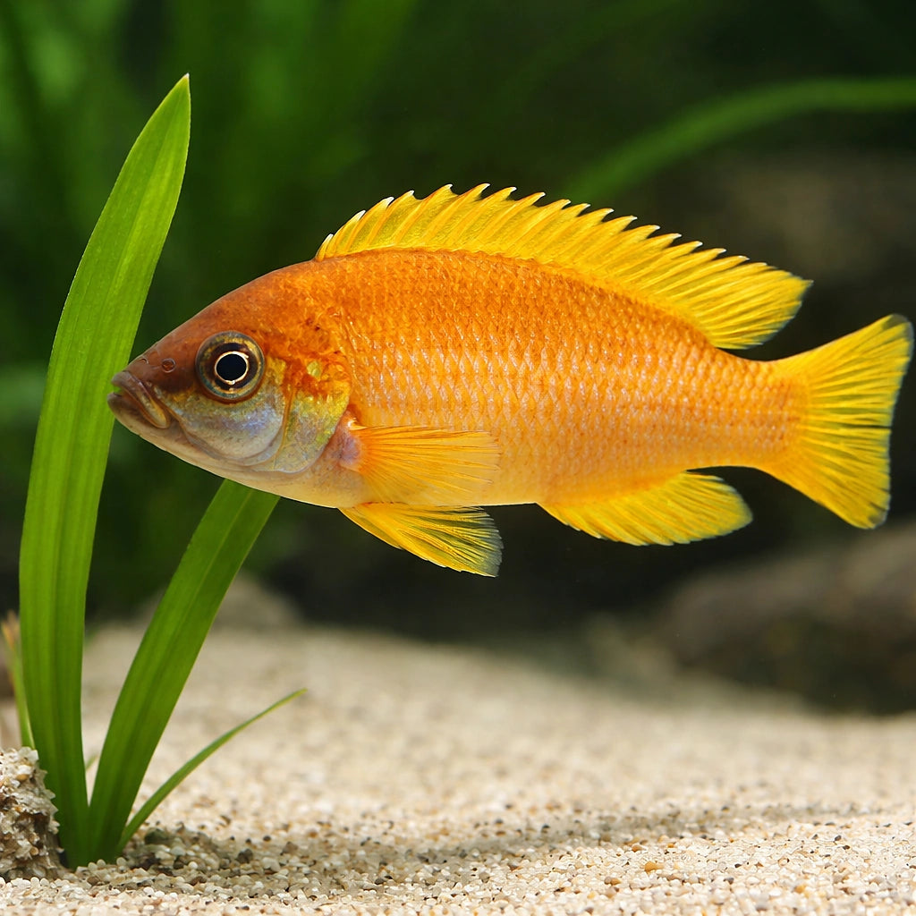 Mustax gold — tropical fish for sale UK — AI scale plant view
