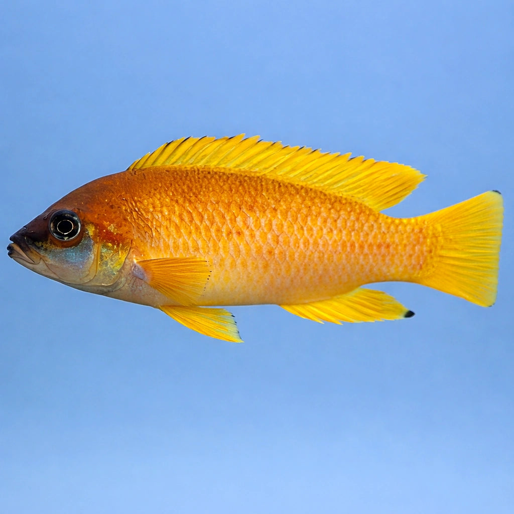 Mustax gold — tropical fish for sale UK — AI side clean view