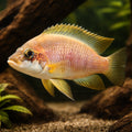 Mustax — tropical fish for sale UK — AI hero driftwood view