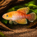 Myers' Pearlfish — tropical fish for sale UK — AI hero driftwood view