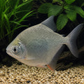 Myleus schomburgki — tropical fish for sale UK — AI natural aquarium view
