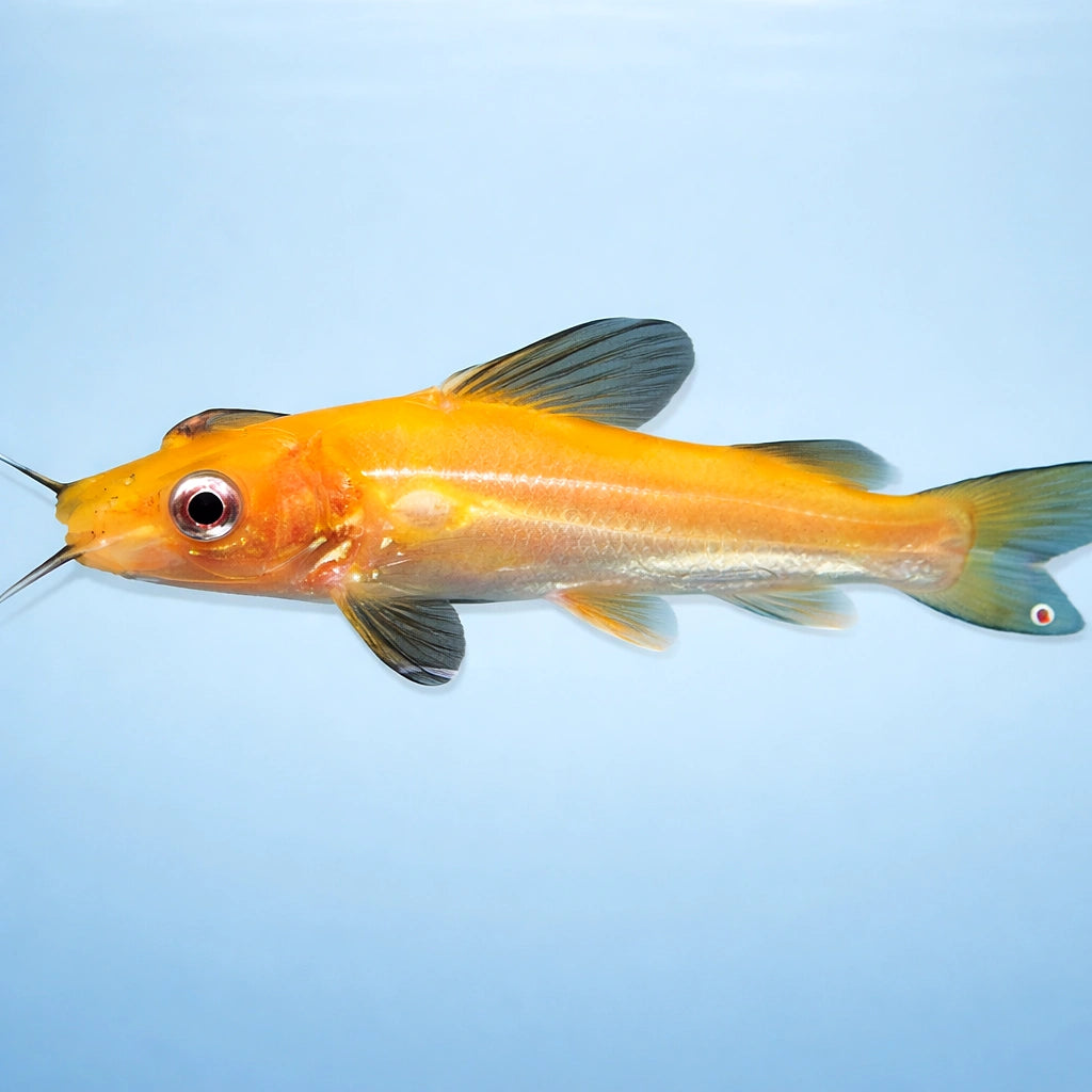 Mystus sp. albino yellow 8 - — tropical fish for sale UK — AI side clean view
