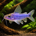 Mystus spec. 5 - — tropical fish for sale UK — AI hero driftwood view