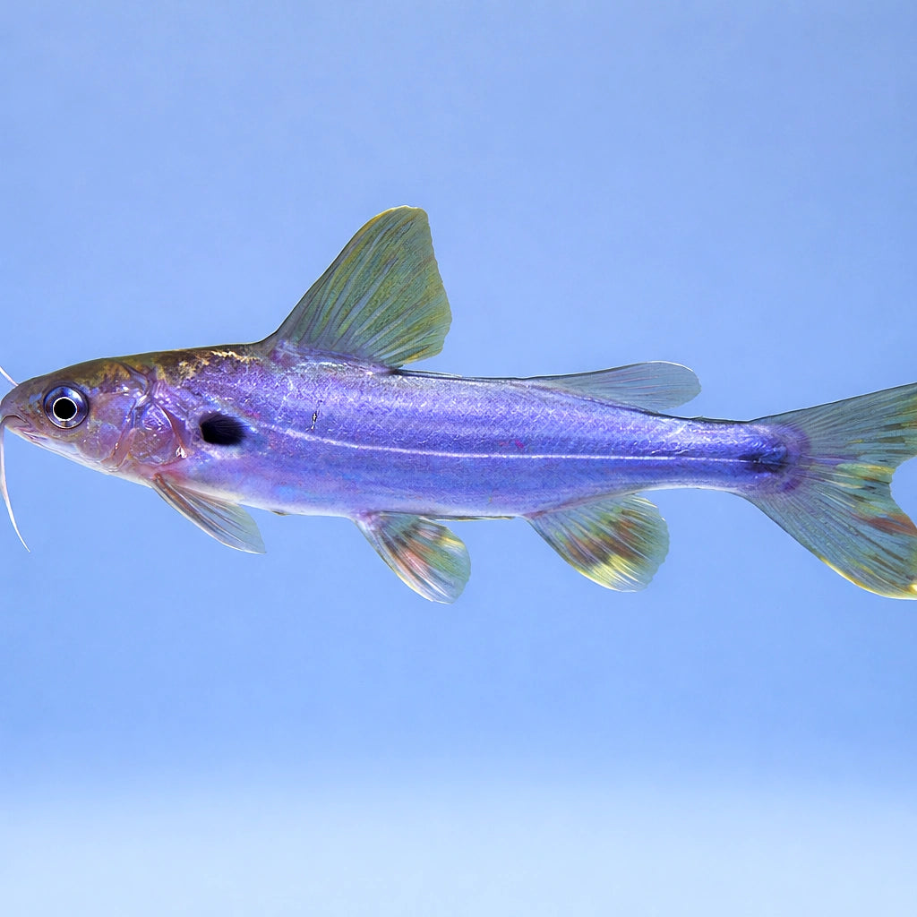 Mystus spec. 5 - — tropical fish for sale UK — AI side clean view