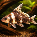 Myxocyprinus asiaticus 4 - — tropical fish for sale UK — AI hero driftwood view