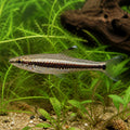 Nannostomus Unifasciatus — South American Tetra for sale UK — AI natural aquarium view