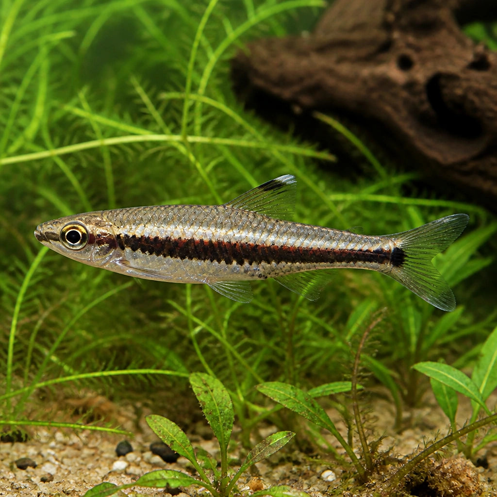 Nannostomus Unifasciatus — South American Tetra for sale UK — AI natural aquarium view