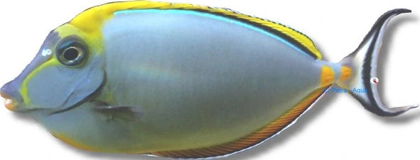 Medium Naso elegans Elegant Unicorn Tang surgeonfish with yellow and blue markings swimming in a marine aquarium