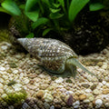 Nassarius sp. S — tropical fish for sale UK — AI natural aquarium view