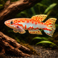 Ndian Killie, Red-Tail Killie — tropical fish for sale UK — AI hero driftwood view