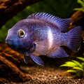 Neetroplus Cichlid, Little — tropical fish for sale UK — AI hero driftwood view