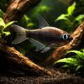 Nematobrycon Palmeri — South American Tetra for sale UK — AI hero driftwood view