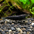 Black Star Shrimp - Neocaridina Davidi - Aquatic Invertebrate - Crustacean — Shrimp for sale UK — AI natural aquarium view