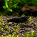 Black Rose Shrimp - Neocaridina Davidi - Aquatic Invertebrate - Crustacean — Shrimp for sale UK — AI natural aquarium view