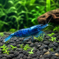 Blue Cherry Shrimp - Neocaridina Davidi - Aquatic Invertebrate - Crustacean — Shrimp for sale UK — AI natural aquarium view