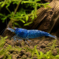 Blue Mary Shrimp - Neocaridina Davidi - Aquatic Invertebrate - Crustacean — Shrimp for sale UK — AI natural aquarium view