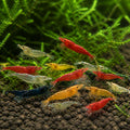 Full Black Rili Shrimp - Neocaridina Davidi - Aquatic Invertebrate - Crustacean — tropical fish for sale UK — AI natural aquarium view