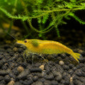 Green Orange Shrimp - Neocaridina Davidi - Aquatic Invertebrate - Crustacean — Shrimp for sale UK — AI natural aquarium view