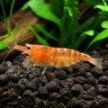 Orange Rili Shrimp - Neocaridina Davidi - Aquatic Invertebrate - Crustacean — Shrimp for sale UK — AI natural aquarium view