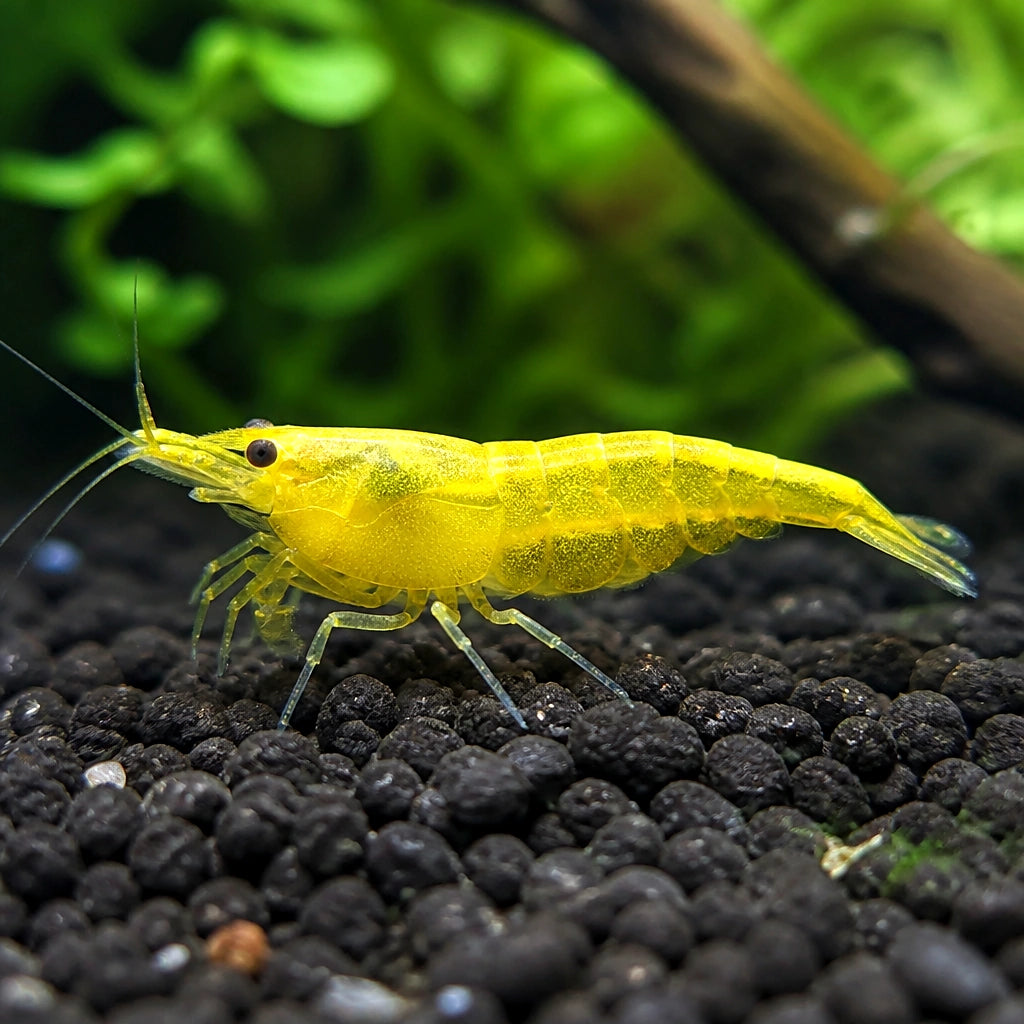 Yellow Neon Shrimp - Neocaridina Davidi - Aquatic Invertebrate - Crustacean — Shrimp for sale UK — AI natural aquarium view