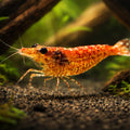 Sawtooth Caridina Shrimp (Neocaridina denticulata) — AI hero driftwood view