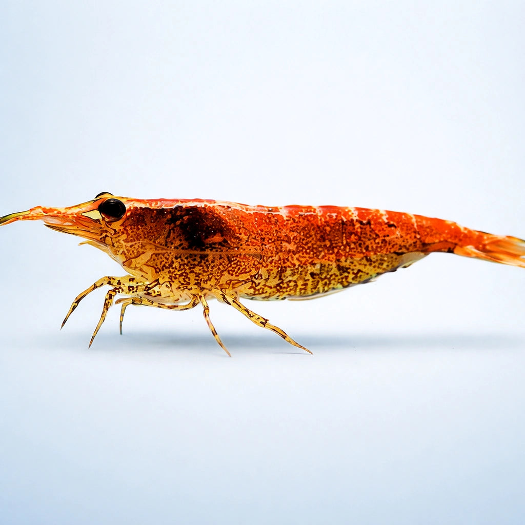 Sawtooth Caridina Shrimp (Neocaridina denticulata) — AI side clean view