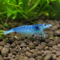 Blue Diamond Shrimp - Neocaridina Davidi - Aquatic Invertebrate - Crustacean — Shrimp for sale UK — AI natural aquarium view