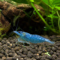 Blue Jelly Shrimp - Neocaridina Heteropoda - Aquatic Invertebrate - Crustacean — Shrimp for sale UK — AI natural aquarium view