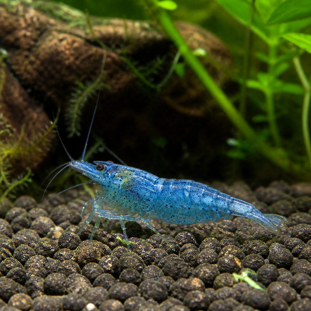 Blue Jelly Shrimp - Neocaridina Heteropoda - Aquatic Invertebrate - Crustacean — Shrimp for sale UK — AI natural aquarium view