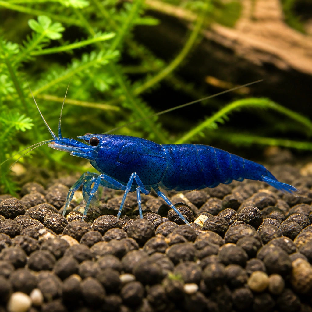 Blue Velvet Shrimp - Neocaridina Davidi - Aquatic Invertebrate - Crustacean — Shrimp for sale UK — AI natural aquarium view