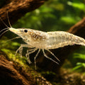 Neocaridina palmata green — tropical fish for sale UK — AI hero driftwood view