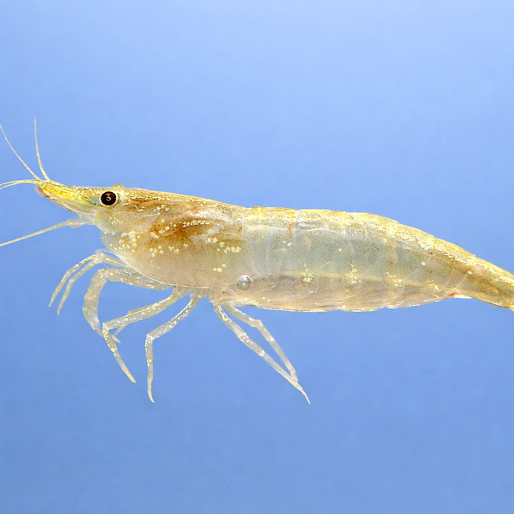 Neocaridina palmata green — tropical fish for sale UK — AI side clean view