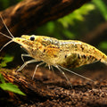 Neocaridina sp. black algae 1 - 1, — tropical fish for sale UK — AI hero driftwood view