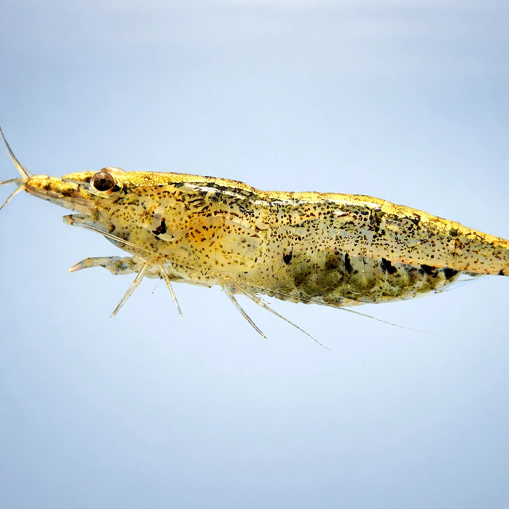 Neocaridina sp. black algae 1 - 1, — tropical fish for sale UK — AI side clean view