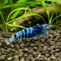 Blue Star Striped Shrimp - Neocaridina Davidi - Aquatic Invertebrate — Shrimp for sale UK — AI natural aquarium view