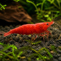 Fire Red Cherry Shrimp - Neocaridina Davidi - Aquatic Invertebrate - Crustacean — Shrimp for sale UK — AI natural aquarium view