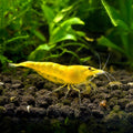 Yellow Neon Shrimp (Neocaridina davidi) 1.5-2 cm — AI natural aquarium view