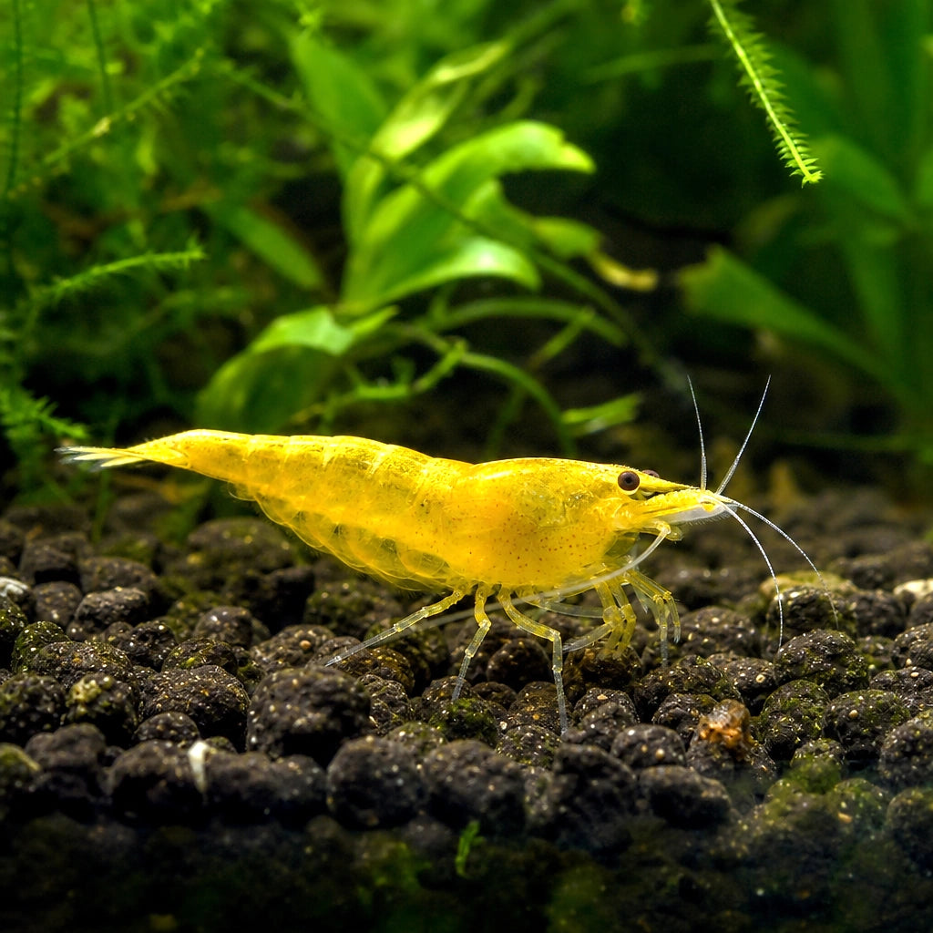 Yellow Neon Shrimp (Neocaridina davidi) 1.5-2 cm — AI natural aquarium view