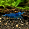 Blue Dream Shrimp - Neocaridina Davidi - Aquatic Invertebrate - Crustacean — Shrimp for sale UK — AI natural aquarium view