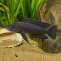 Neolamprologus Boulengeri — Lake Tanganyika Cichlids for sale UK — AI natural aquarium view