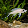 Neolamprologus Longicaudatus — Lake Tanganyika Cichlids for sale UK — AI natural aquarium view