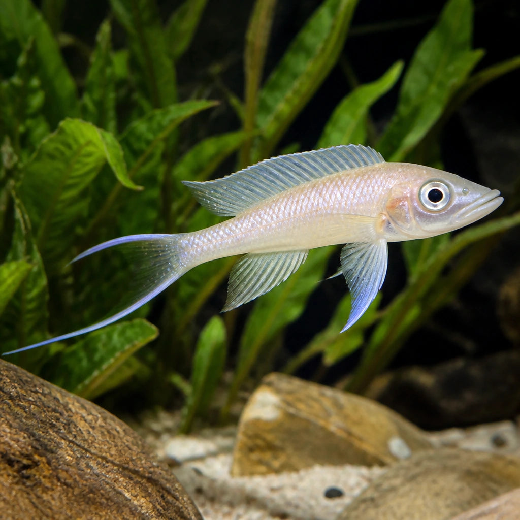 Neolamprologus Longicaudatus — Lake Tanganyika Cichlids for sale UK — AI natural aquarium view